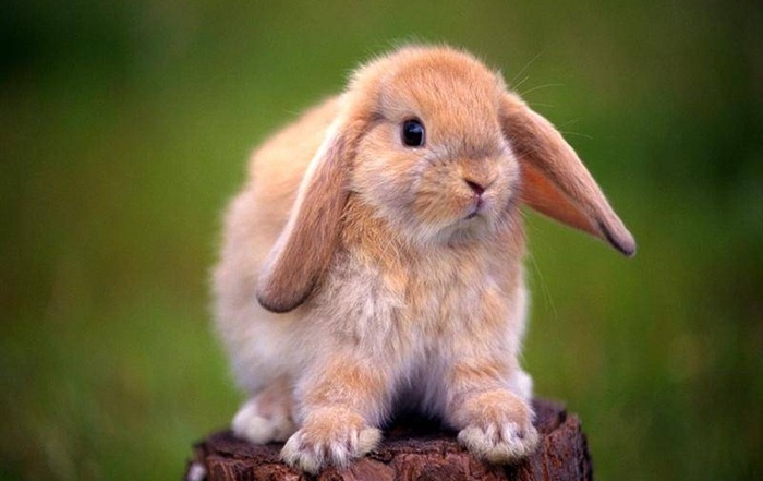 กระต่ายตกแต่ง