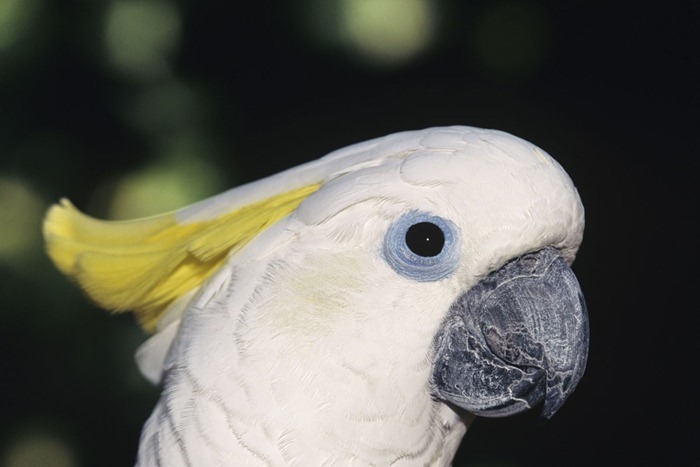 Moluccan cockatoo