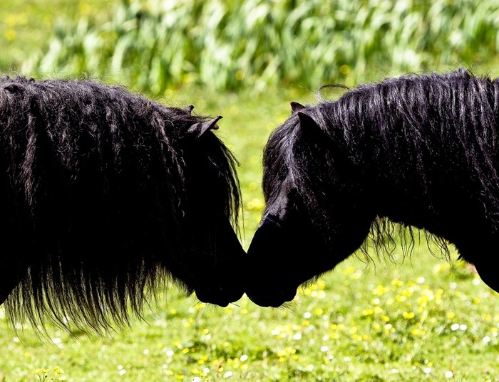 Shetland pony's