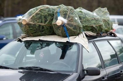 Sådan tager du et juletræ hjem