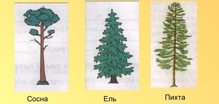 Pine, cemara atau cemara