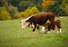 Lehmän kaasuvero