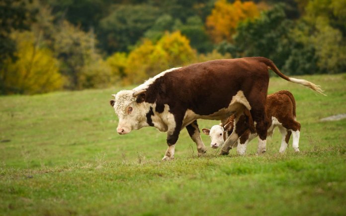 Porez na kravlji plin