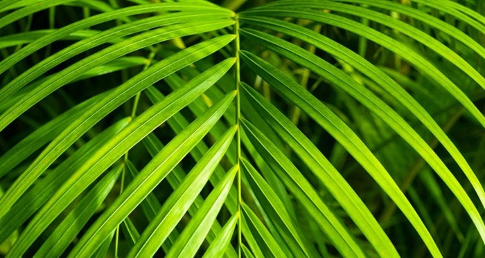 Bambus palme