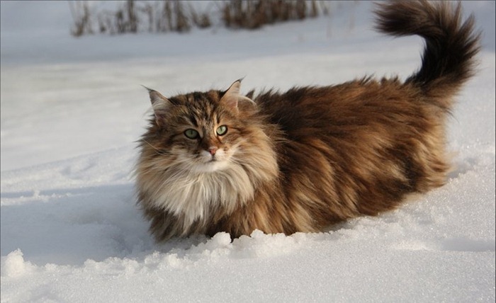 Норвежка горска котка
