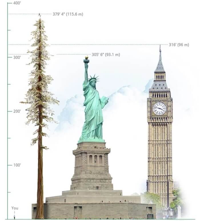 Сравнение на височината