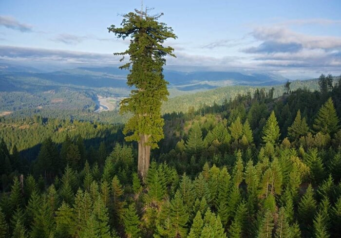 Parco nazionale di Redwood in California