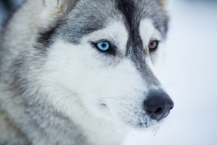 Sibiro haskis yra gražiausias šuo pasaulyje
