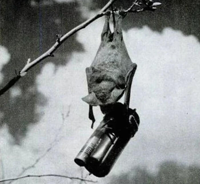 Bat bomb