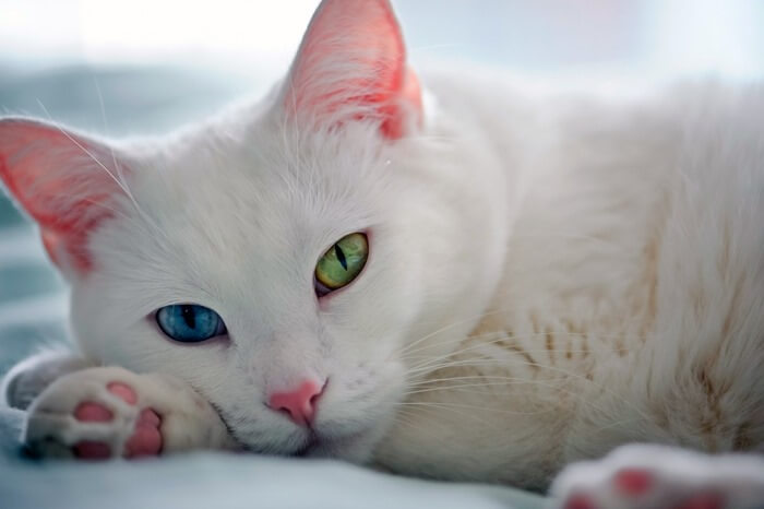Ojo de diamante de la raza Khao-mani, foto de un gato