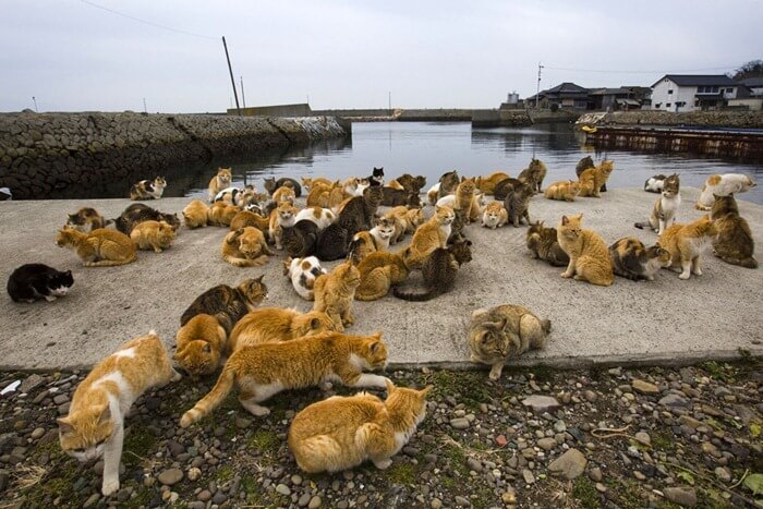 Mačji otok, Japan