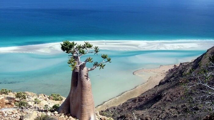 Insula Socotra, Yemen