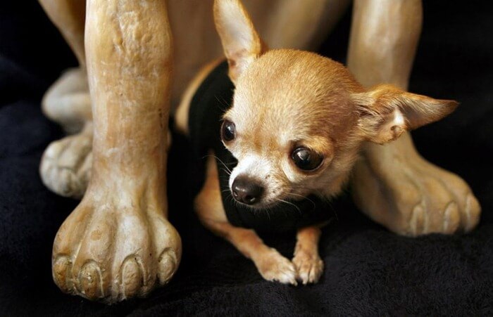 Chihuahua Brandy er den korteste hund
