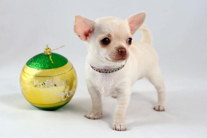 Chihuahua és la raça de gos més petita