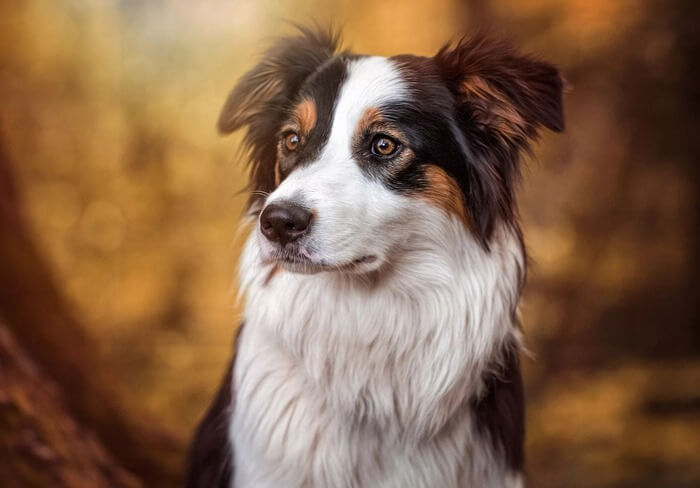 De Border Collie is de slimste hond ter wereld