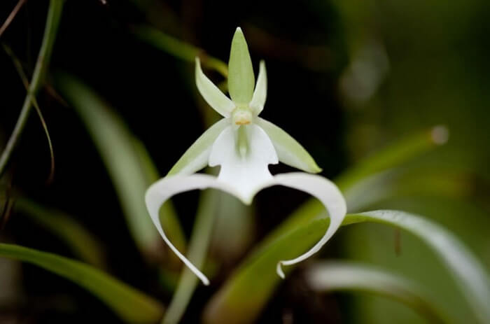 Orquídia Fantasma
