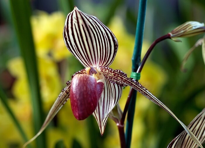 Orquídea zapatilla de Rothschild