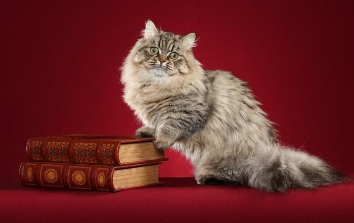 Foto kucing keturunan Napoleon