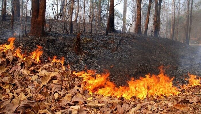 Bosbranden in de regio Tsjeljabinsk