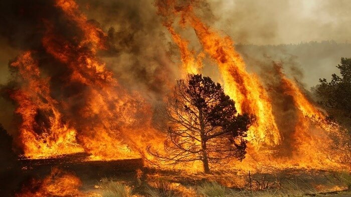 Δασική πυρκαγιά περιοχή Amur