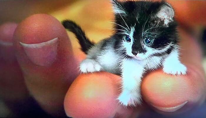 Cea mai mică pisică din lume - Tinker Toy