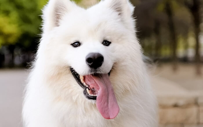 Samojeed Laika is de duurste hond ter wereld