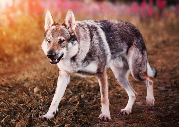 Den tjekkoslovakiske ulvehund åbner de 10 dyreste racer