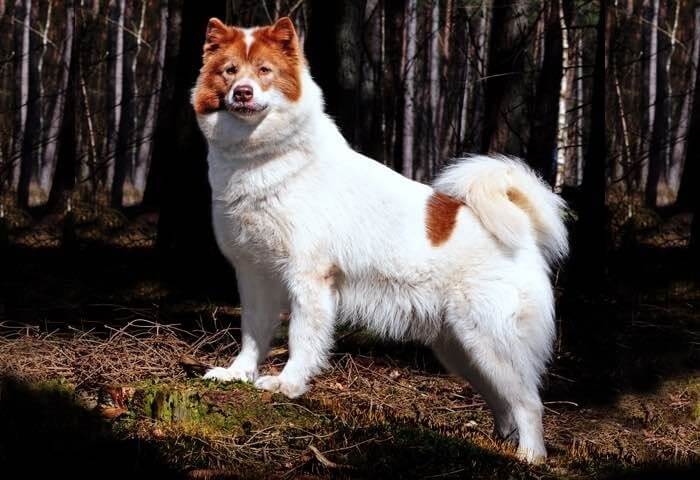 สุนัขเอสกิโมแคนาดา