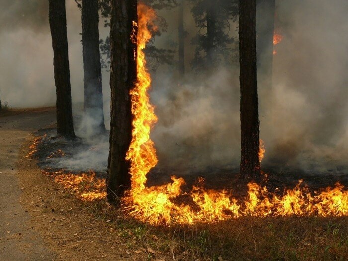 Pădurea din regiunea Voronej este în flăcări