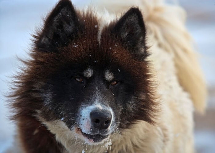 Kanadyjski pies Eskimo