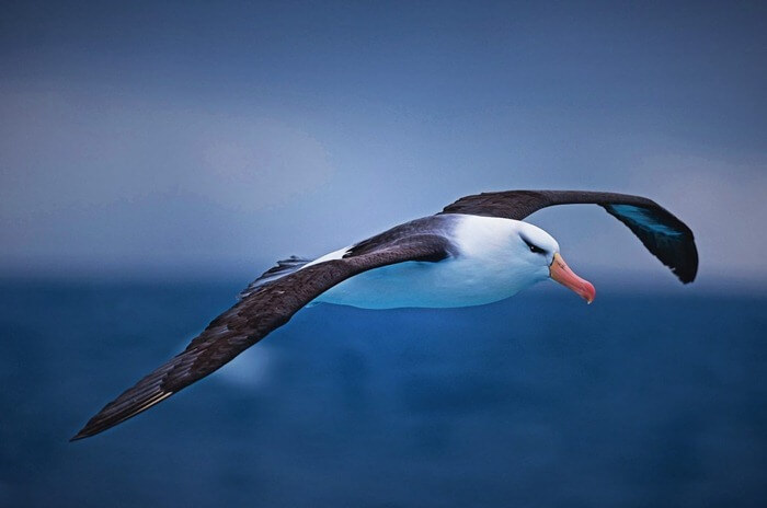 Albatrosz