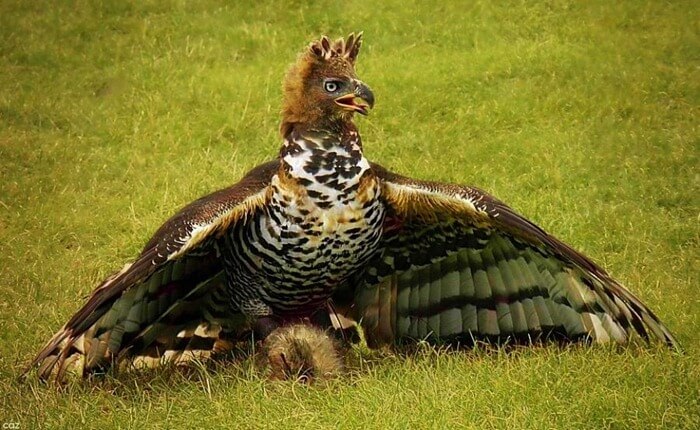 Aguila coronada
