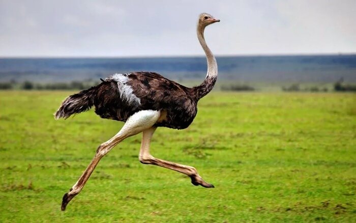 Lo struzzo africano è l'uccello più grande del mondo