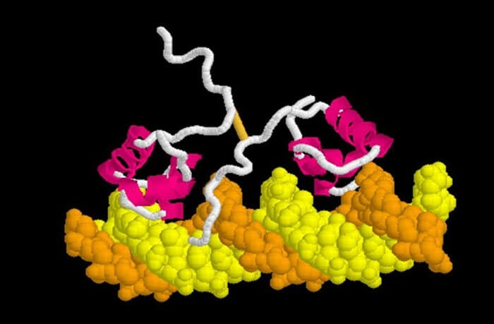 Proteinski luk