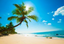 Strand med palmer