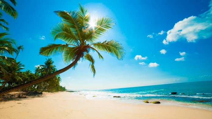 Praia com palmeiras