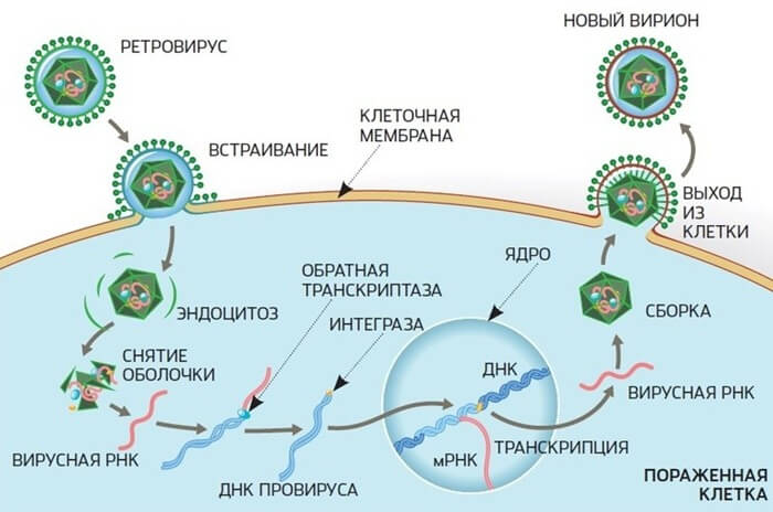 Endogene retrovirussen