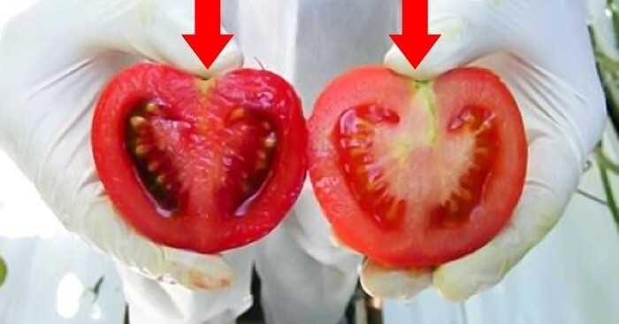 Tomaten die met het virus zijn gekweekt