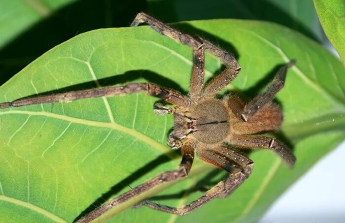 Brasiliansk vandrende edderkop (Phoneutria fera)