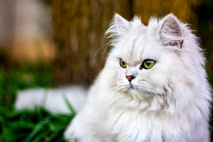 Persialainen kissa