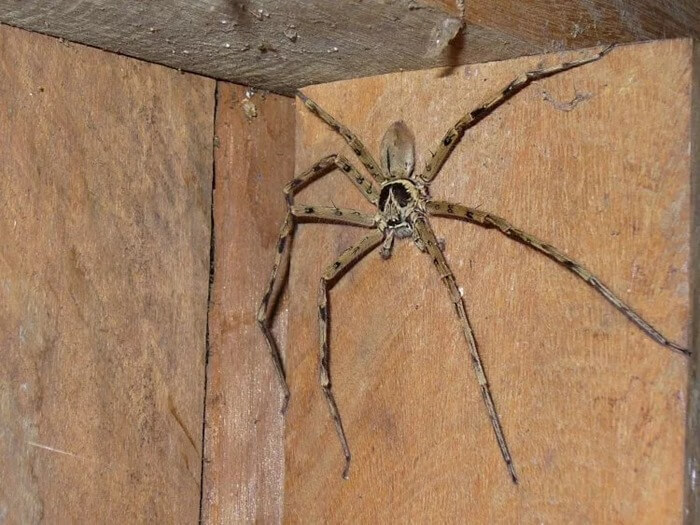 Milžiniškas medžiotojas voras (Heteropoda maxima)