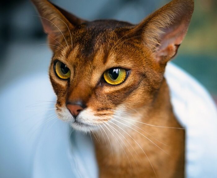 O gato abissínio é um dos mais bonitos do mundo