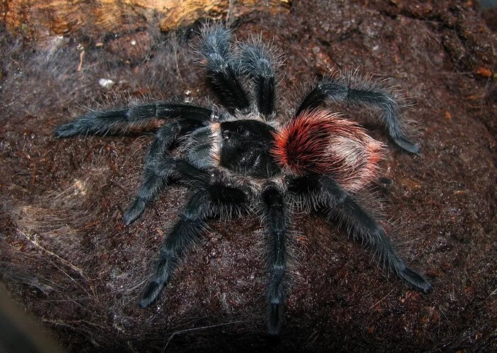 Brasiliansk svart tarantula (Grammostola anthracina)