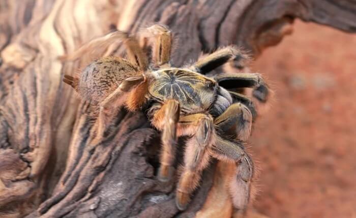 Hercules Baboon Spider