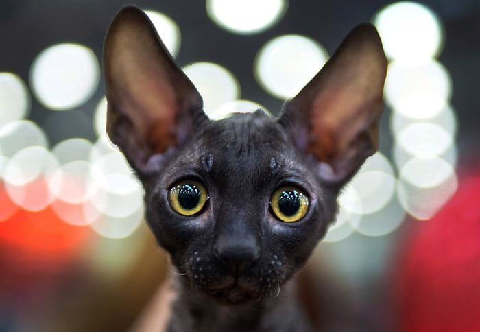 Kornvalio Reksas, neįprasto grožio katė