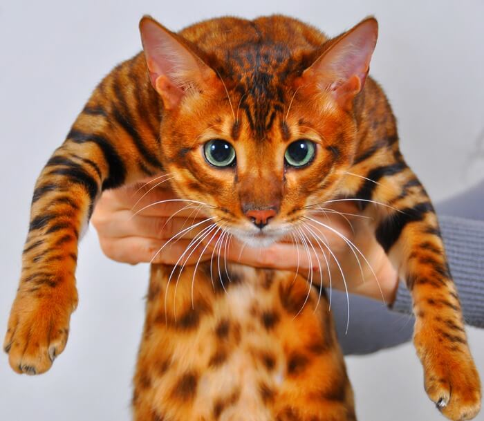 Toyger котка-тигър