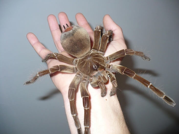La araña más grande del mundo.