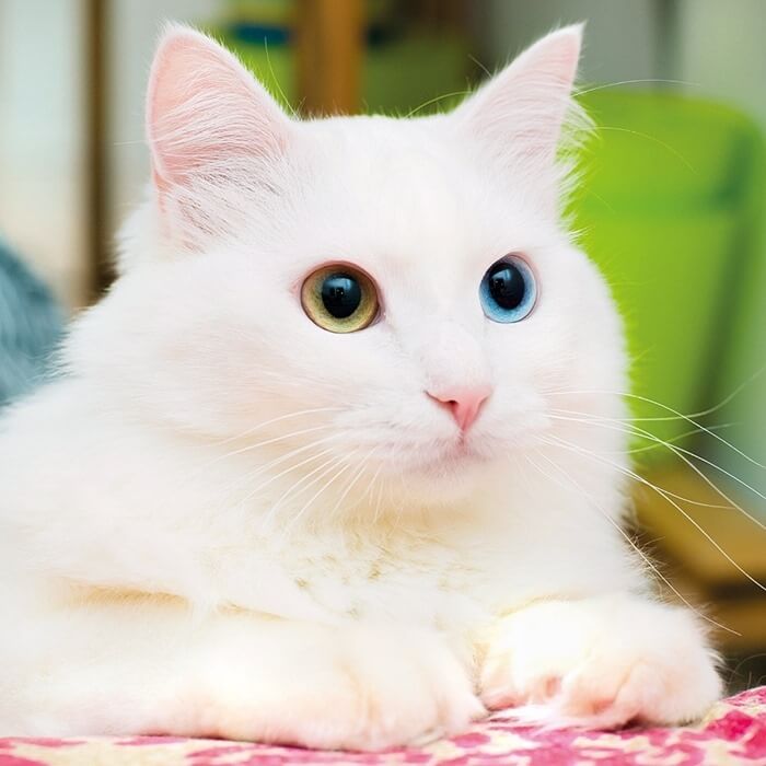 Angora kat med forskellig øjenfarve