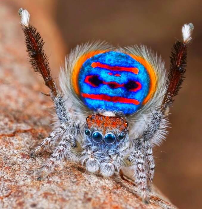 Kaunein riikinkukko-hämähäkki (Maratus volans)
