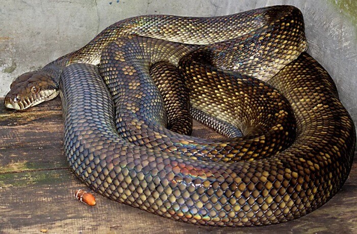 Amethyst Python